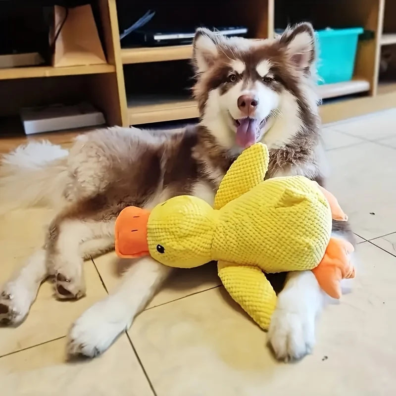 Pet Toy