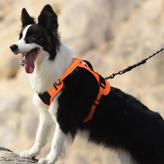 Pet vest